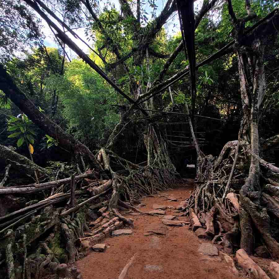 এখানকার আকর্ষণ ‘লিভিং রুট ব্রিজ’।