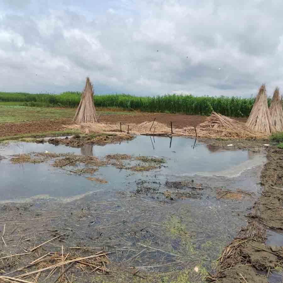 Rate is high but many problems regarding retting of jute due of scarce rainfall