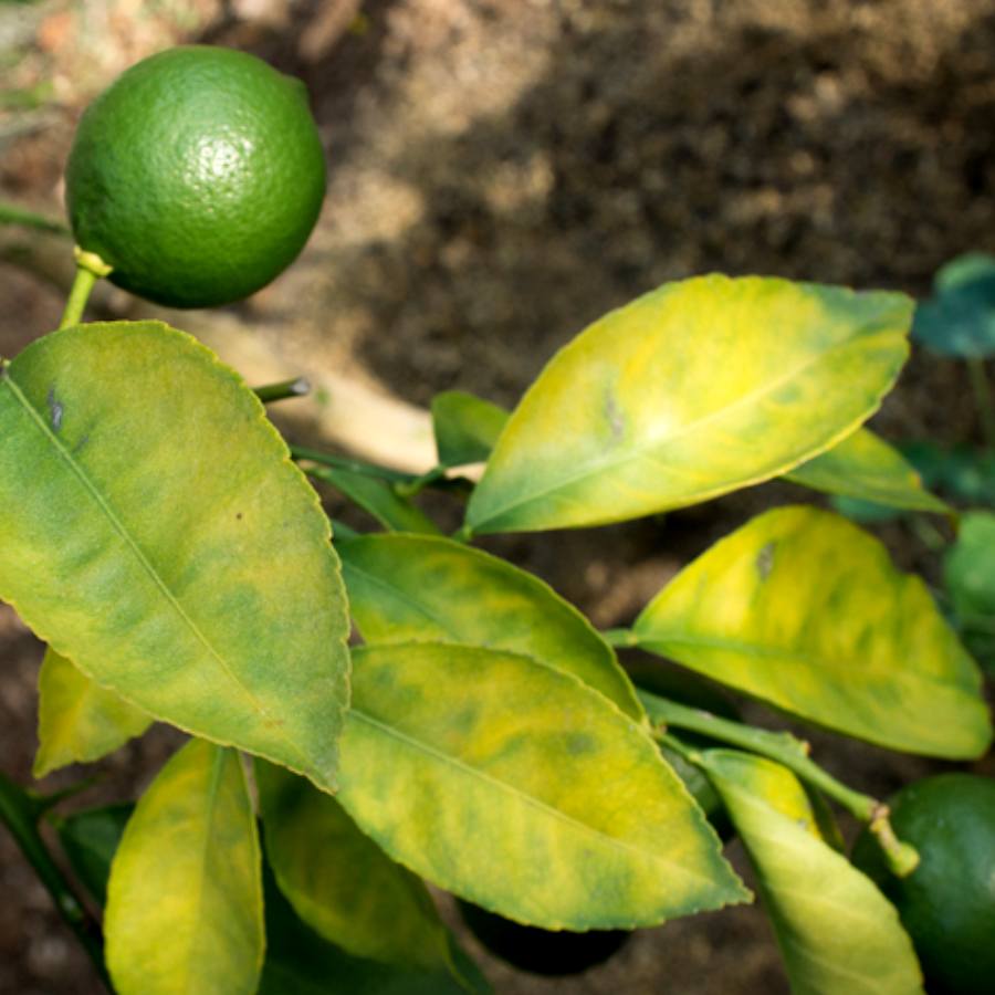 লেবুগাছের পাতা হলুদ হয়ে যাওয়ার কারণ কী?
