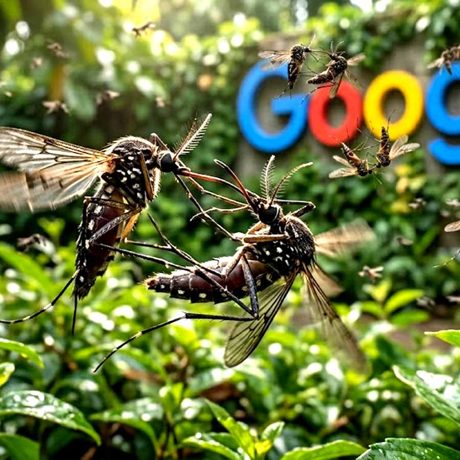 Google in planning to release 32 million mosquitos infected with Wolbachia Bacteria to fight against Mosquitos