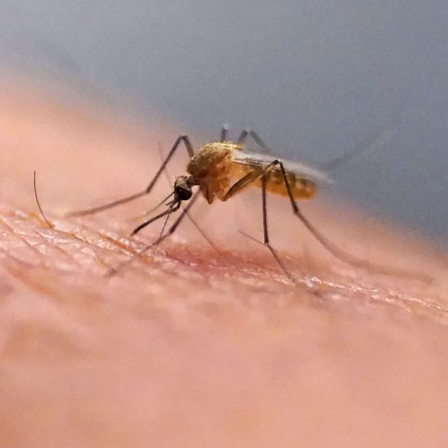 Google’s mosquito control project