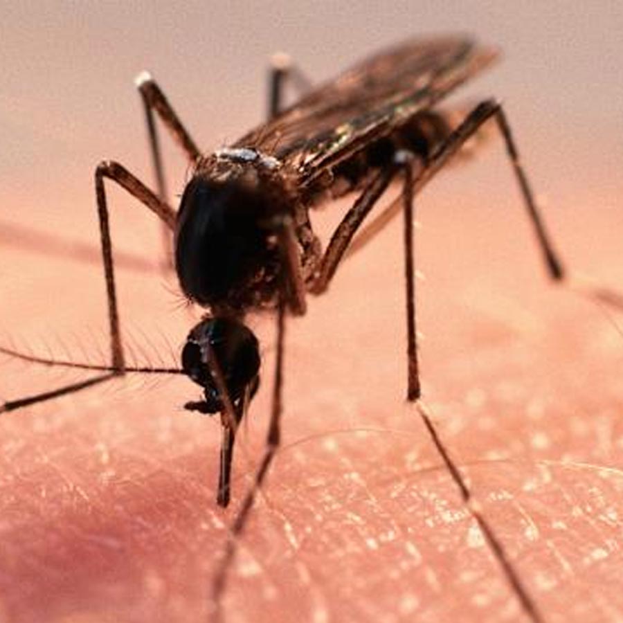 Google’s mosquito control project