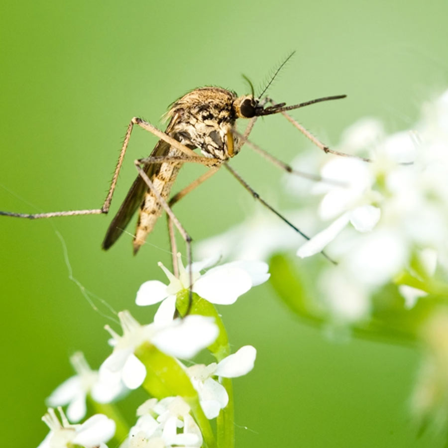 Google’s mosquito control project
