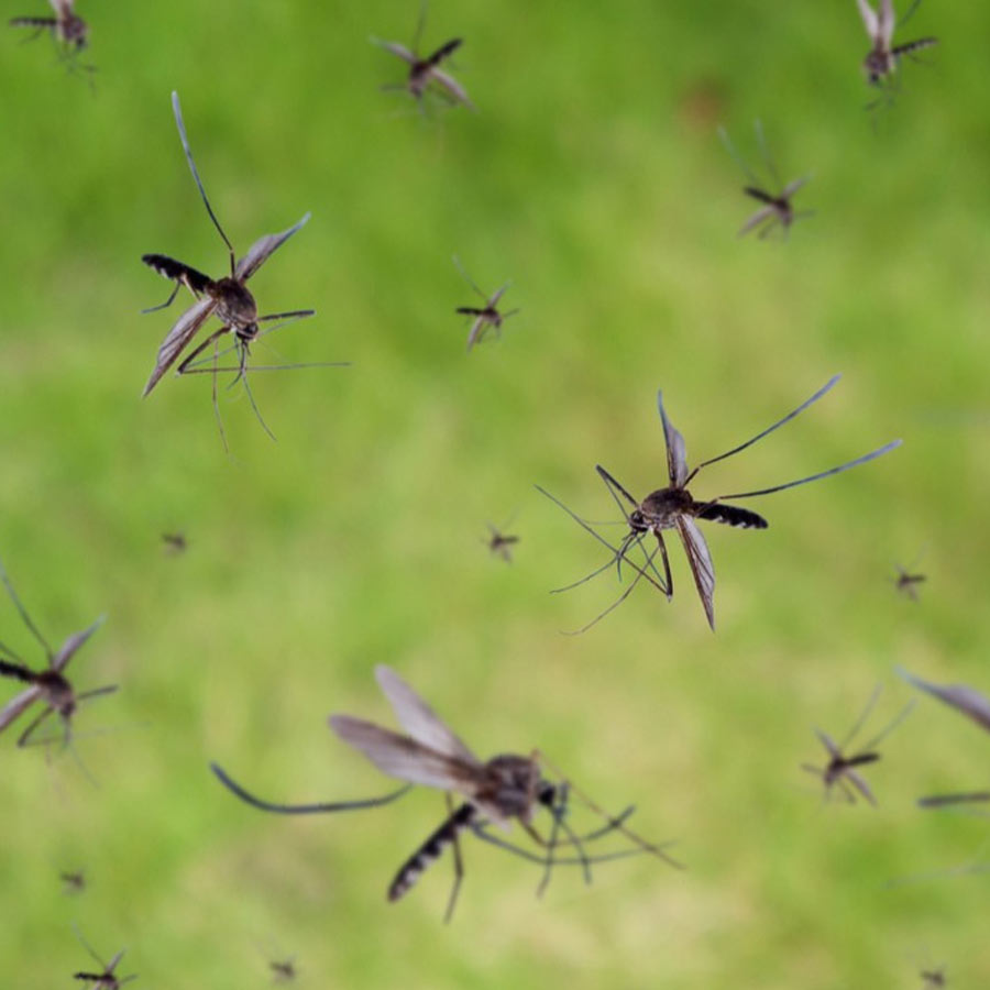 Google’s mosquito control project
