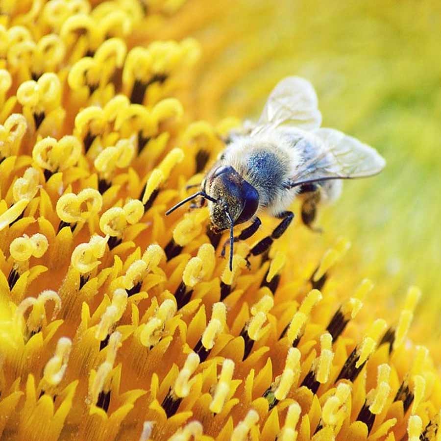 Google’s mosquito control project