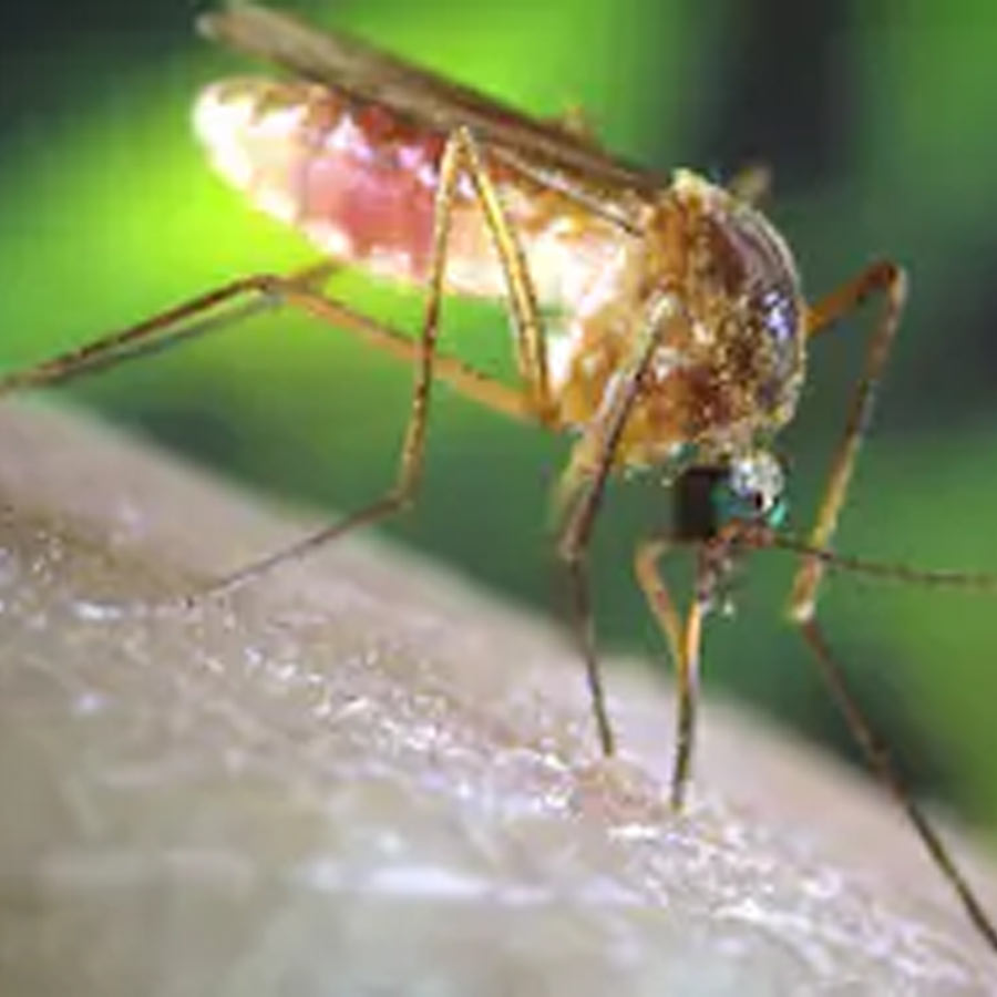 Google’s mosquito control project