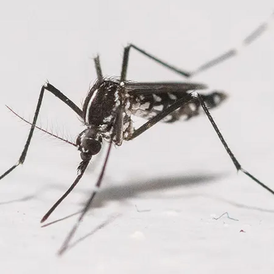Google’s mosquito control project