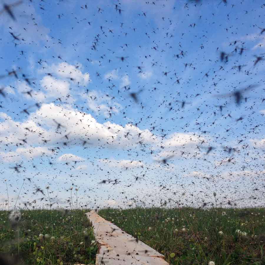 Google’s mosquito control project