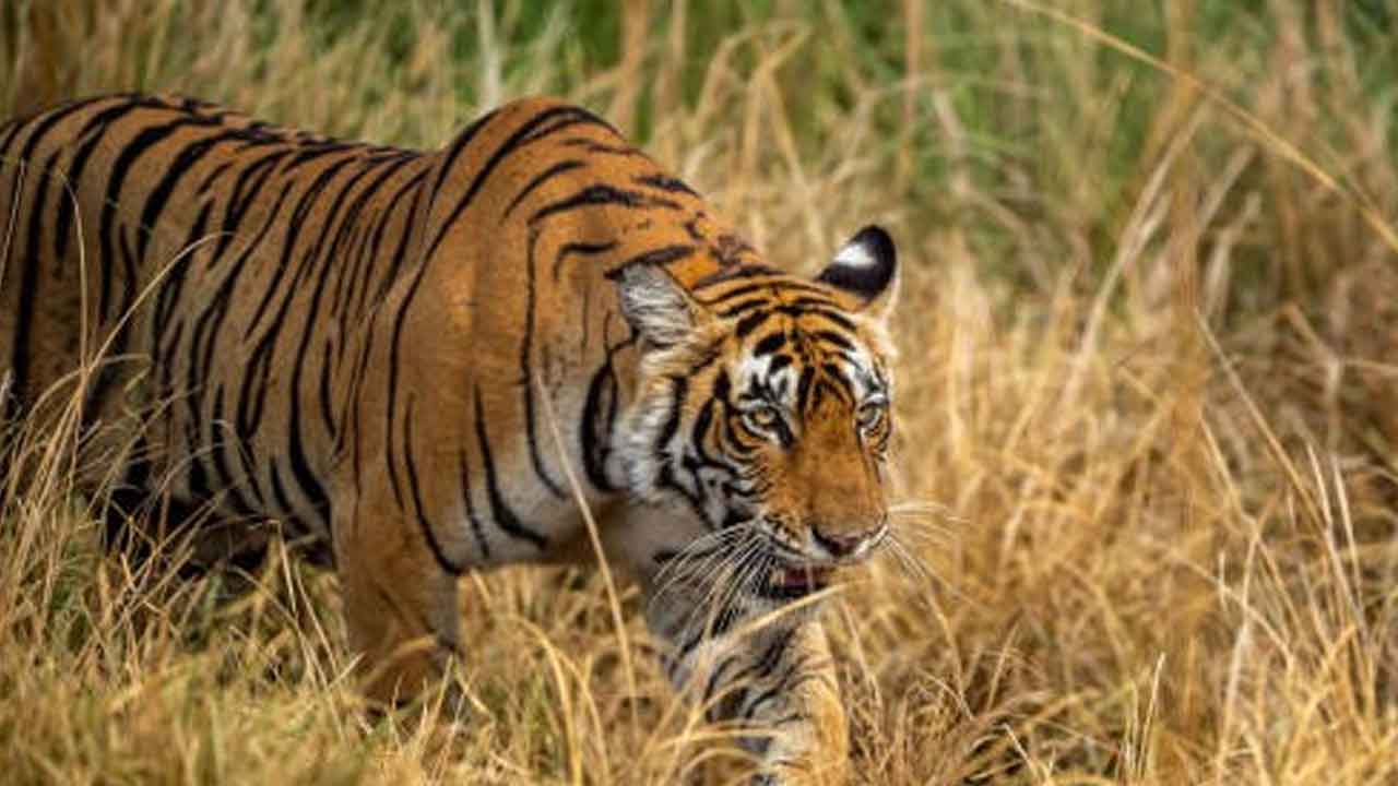 Tigress Zeenat, who caught attention with 300-km journey across 3 states, gives birth to 4 cubs in Similipal Tiger Reserve