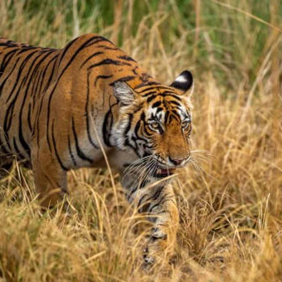 Tigress Zeenat, who caught attention with 300-km journey across 3 states, gives birth to 4 cubs in Similipal Tiger Reserve