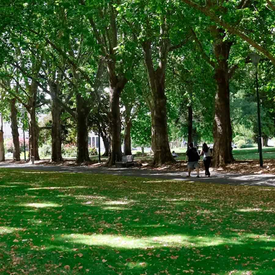 Trees can cool cities, but wrong kind of greenery makes it uncomfortable dgtl