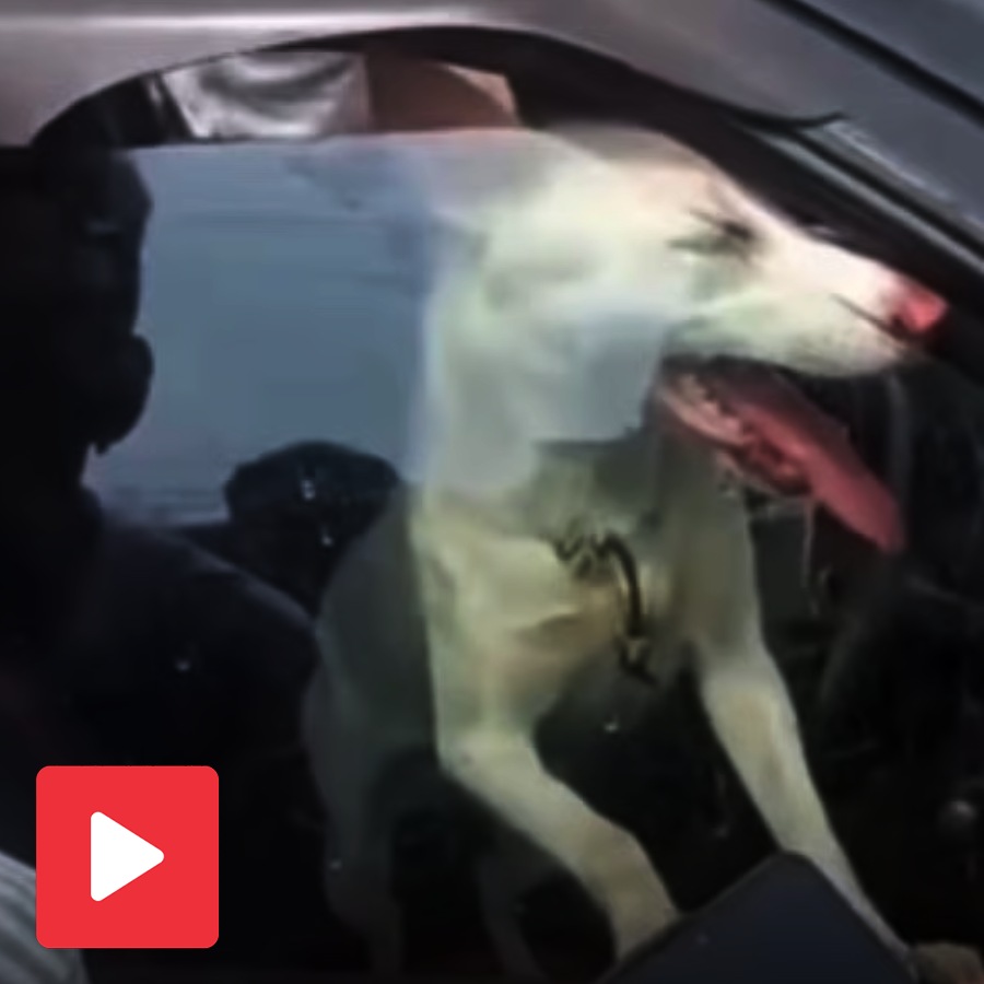 dog