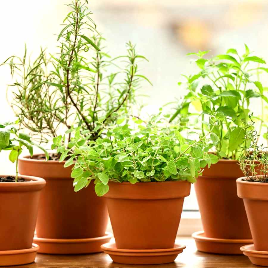 বাগানে রাখুন তিন গাছ, রান্নাবান্নায় সুবিধা হবে।