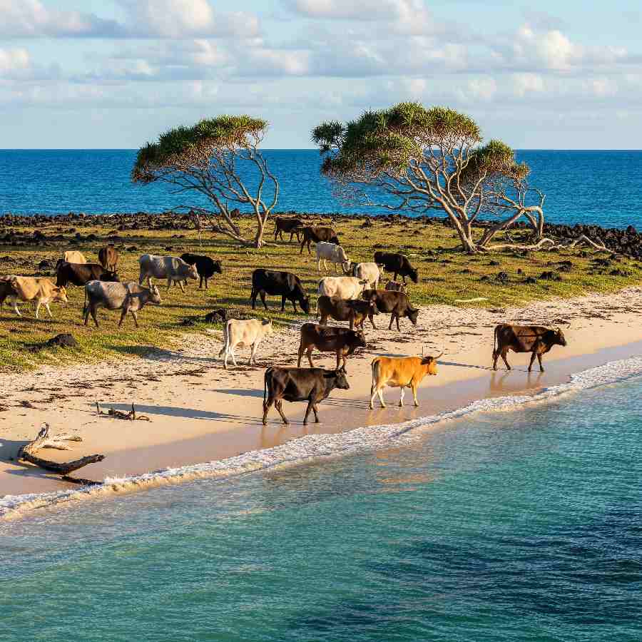cows