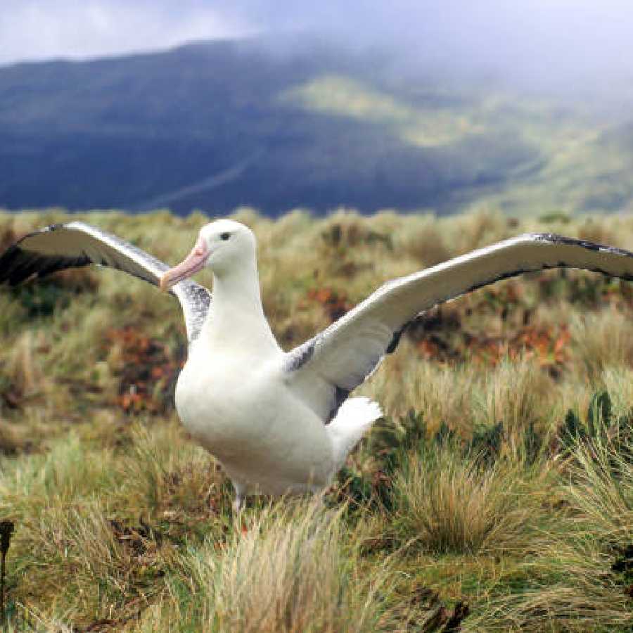 bird