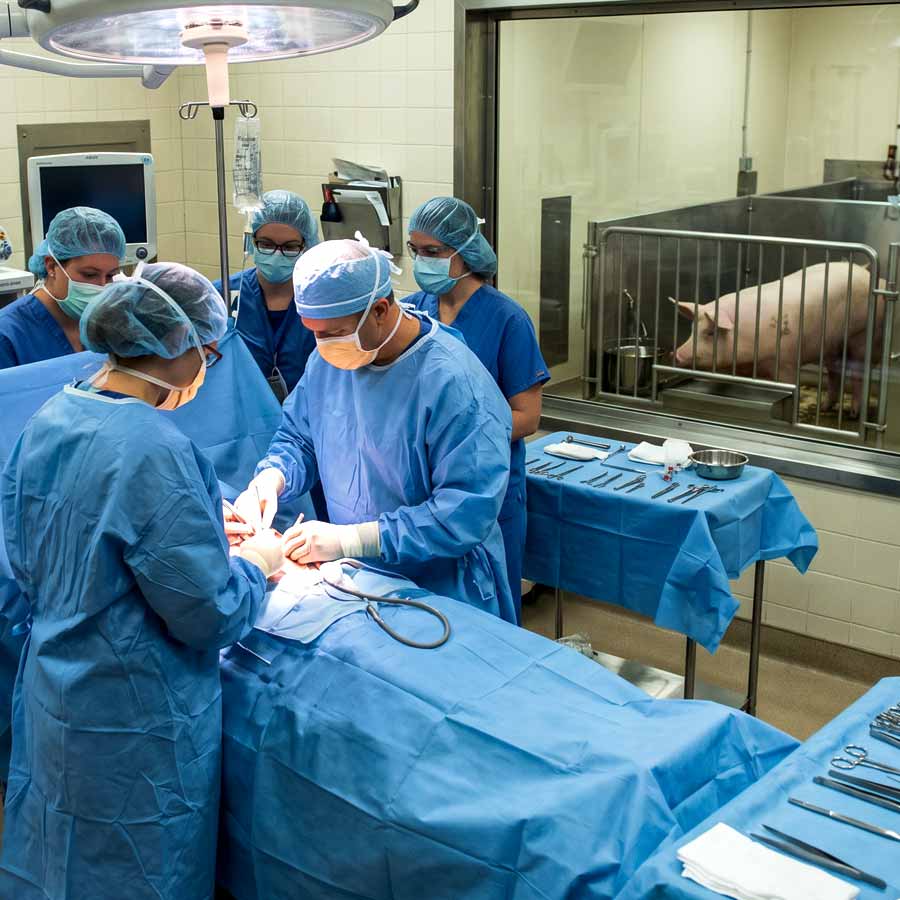 How Chinese Scientists Successfully Transplanted Pig Kidneys and Liver into a Human Body