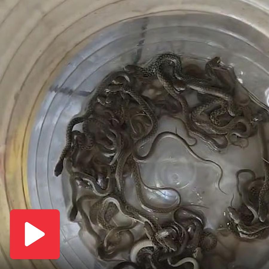 Video shows 27 Checkered Keelback snakes rescued from a water tank inside a house in Haridwar