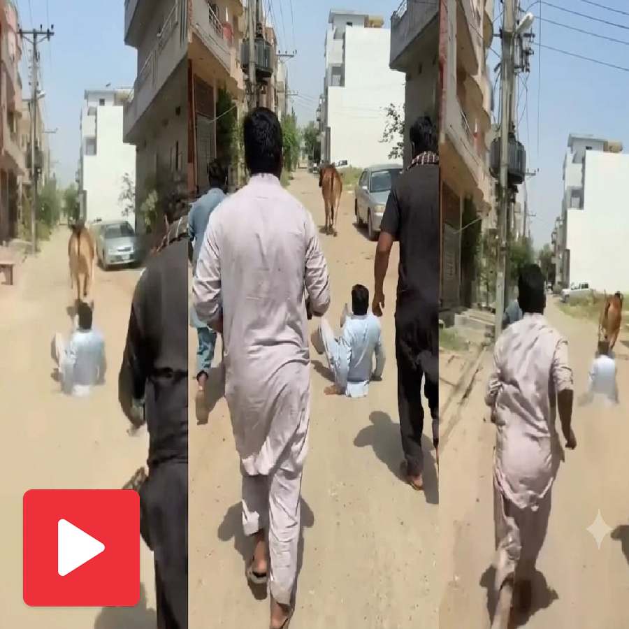 A video shows a bull tear rope and create rampage in street goes viral dgtl