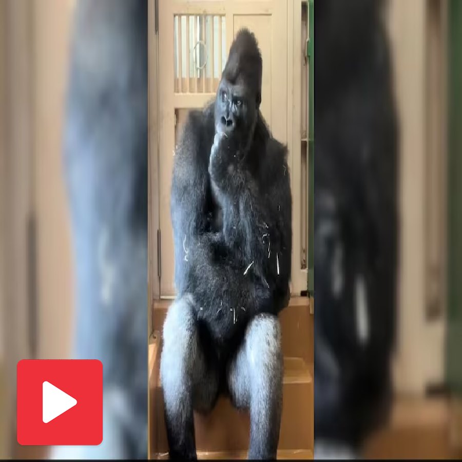 In Japanese zoo famous gorilla Kiyomasa looks anxious after spat with mate, funny video goes viral dgtl