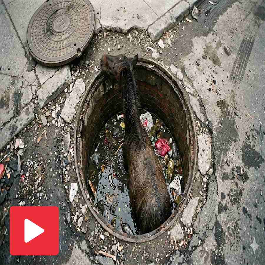 Video shows horse falls into a drain in Vadodara Gujrat, rescued by the fire brigade dgtl