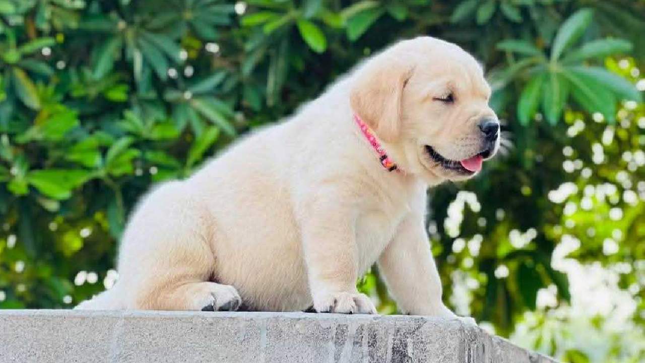 Everyday Mistakes That May Be Affecting Your Pet’s Health