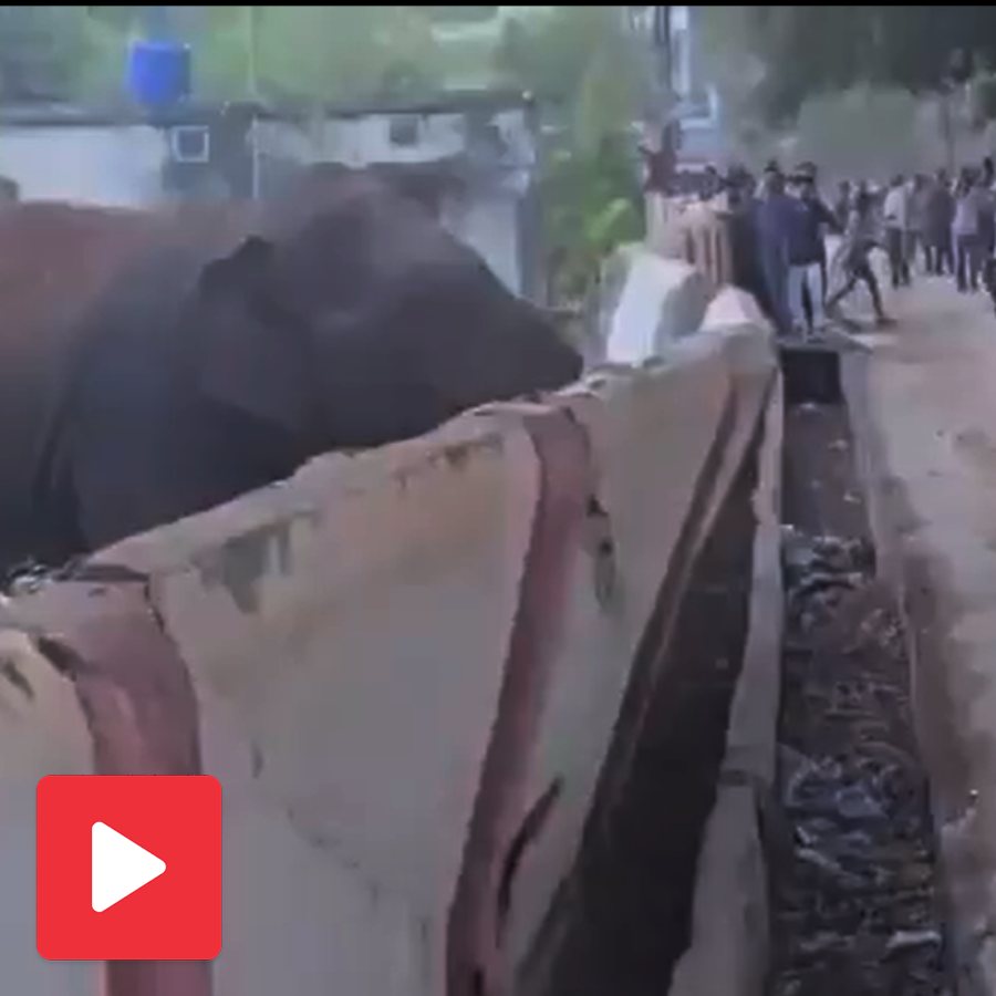 elephant