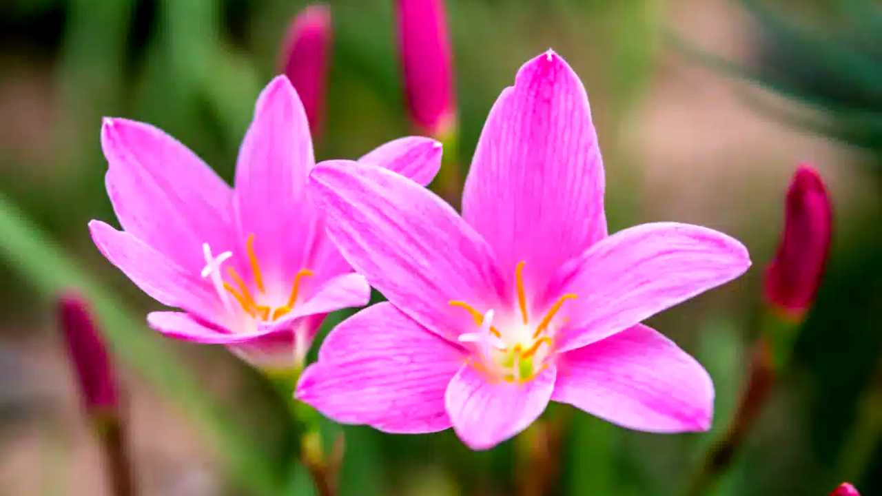 Beautiful Flowering Plants That Bloom in the Rainy Season