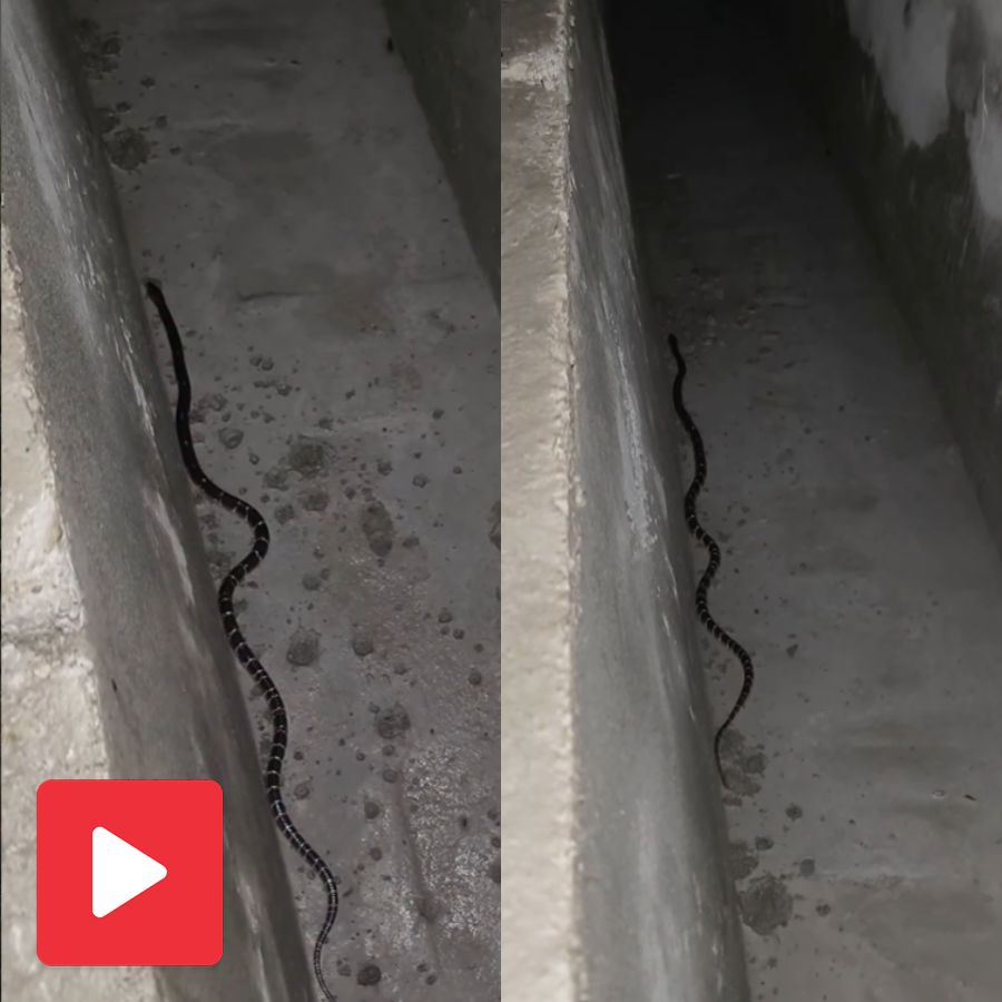 Video shows a black snake in video, video maker described it as a silent killer