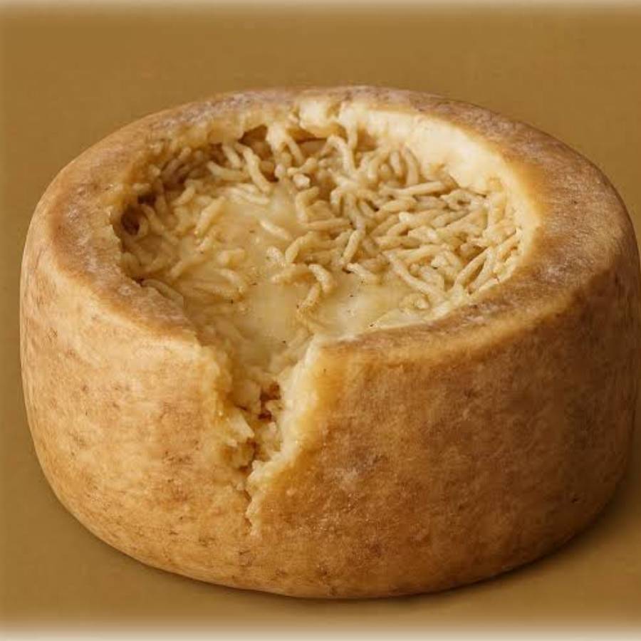 Why Do People Love Casu Marzu, the taste, Health Benefits, and Risks of the Italy\\\'s Rotten Cheese