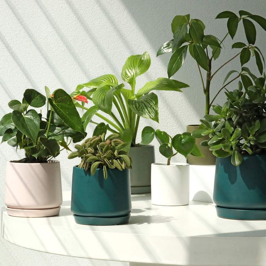 Three types of Indoor Plants you can grow only in water without soil