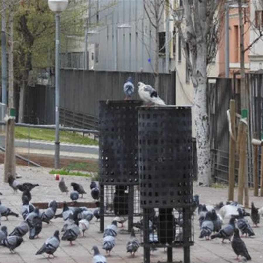 pigeon