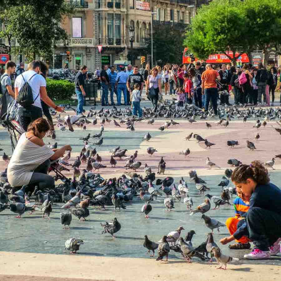 pigeon