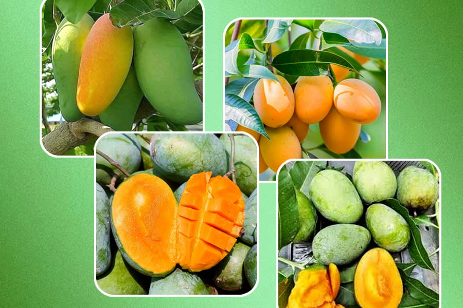 ফজলি, গোপালভোগ, হিমসাগর— মালদায় শতাধিক প্রজাতির আম উৎপাদন হয়।