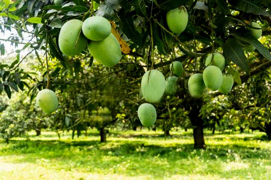 বেড়ানোর পাশাপাশি আমবাগান দেখার জন্য গন্তব্য হতে পারে নদিয়াও।