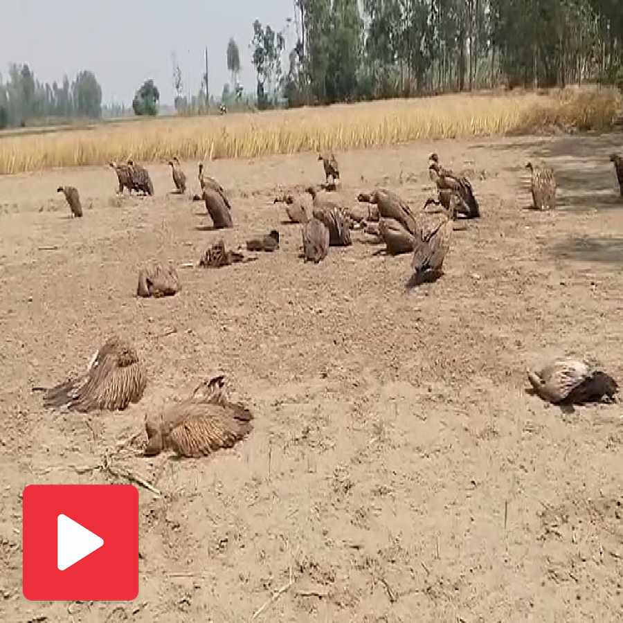 25 vultures died due to poison meant for stray dogs in Lakhimpur Kheri, Uttar Pradesh dgtl