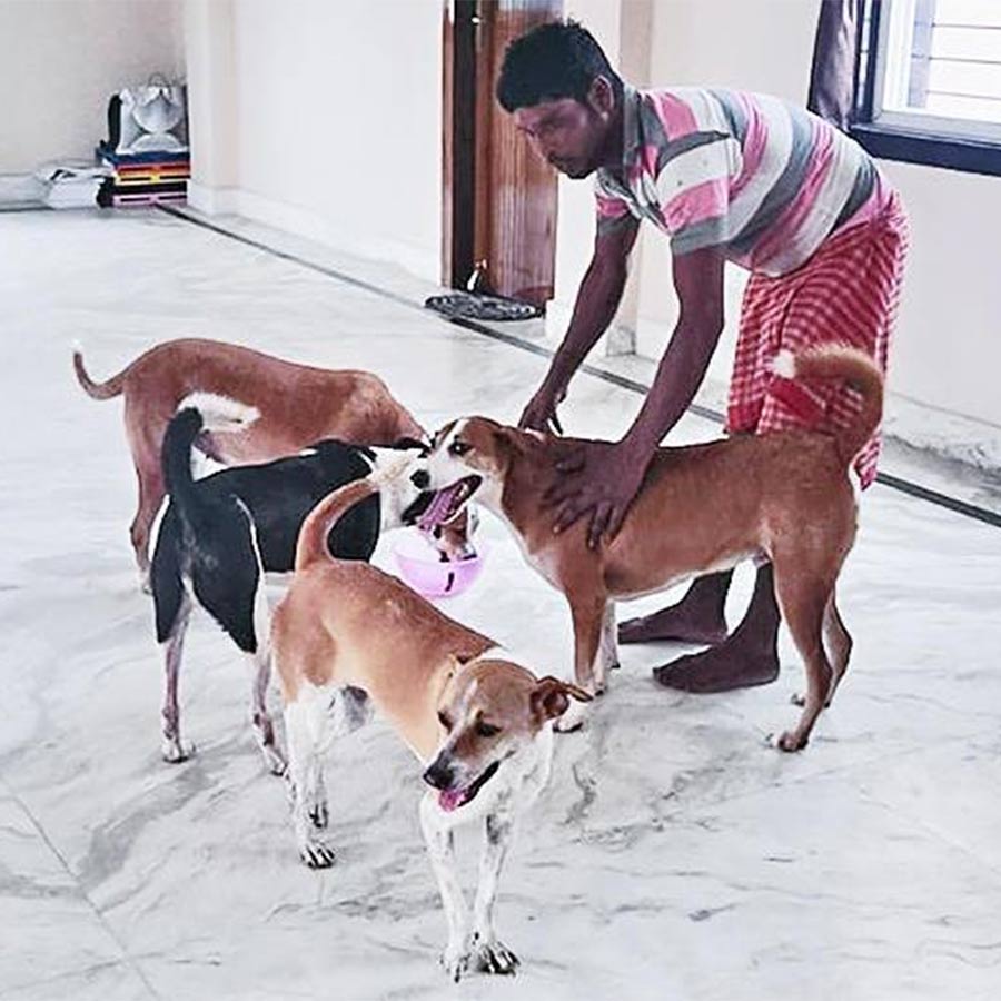 A few stray dogs got permanent residential address