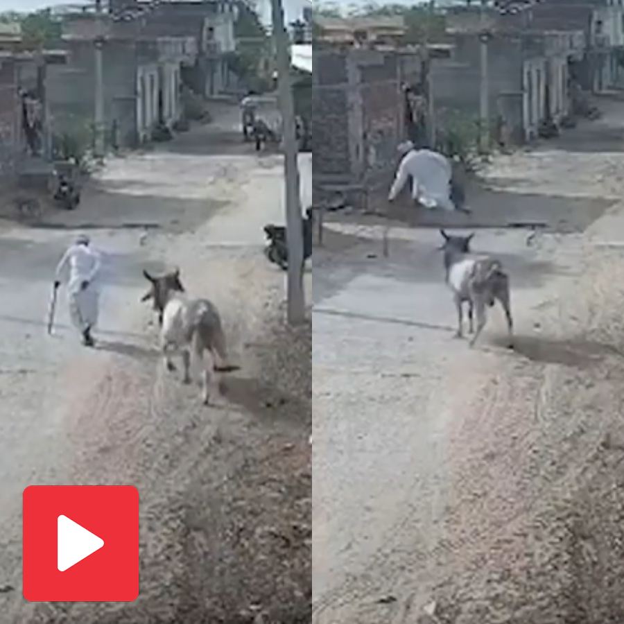 Video shows Bull hitting elderly man from behind, who died later