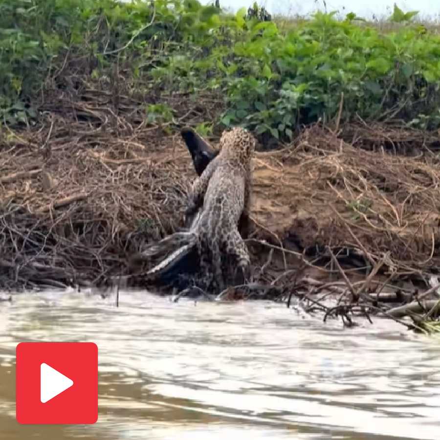 Video shows a Jaguar attacks crocodile in the water and kills it