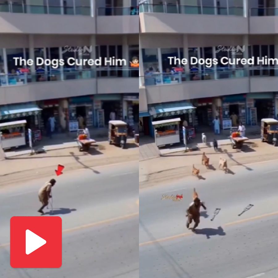 Video shows fake disabled beggar started running after group of dog chase him