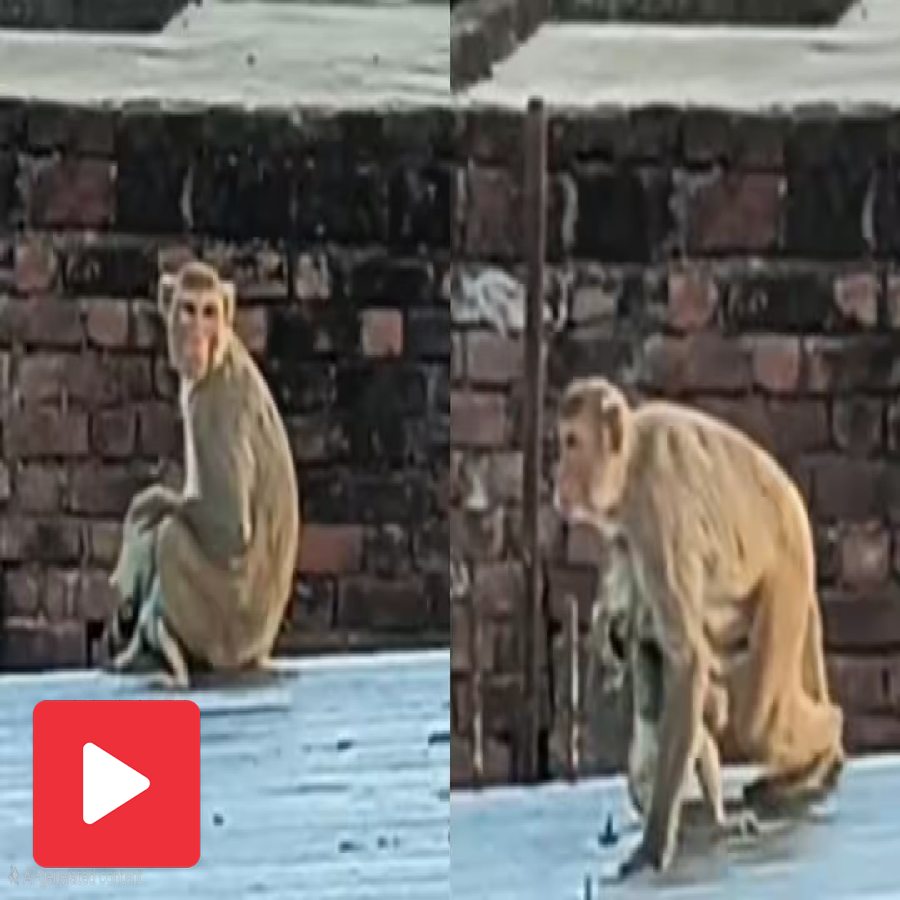 Video captures mother monkey carring her dead baby in Auraiya, Uttar Pradesh dgtl