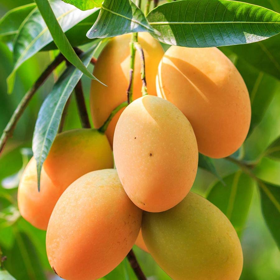 লক্ষ্মণভোগ। এই আম জিআই ট্যাগ প্রাপ্ত। চাষ হয় মালদহ জেলার ইংরেজবাজার এবং রতুয়া অঞ্চলে। তবে এ আমের সঙ্গে রামায়ণের লক্ষ্মণের কোনও সম্পর্ক নেই। সোনালি হলুদ রঙে সিঁদুরে আভার এই আম দেখতে আকর্ষণীয়। শাঁসও অন্য আমের চেয়ে কিছুটা কঠিন। চট করে নরম হয়ে নষ্ট হয় না। তাই রফতানির জন্য আদর্শ। লোকমুখে শোনা যায়, ওই আমের প্রজাতি প্রথম দেখা যায় মালদহের ইংরেজ বাজারের চণ্ডীপুরের বাসিন্দা এক আমচাষি লক্ষ্মণ রায়ের বাগানে। পরে তাঁর নামেই ওই আমের নাম হয় লক্ষ্মণভোগ।   