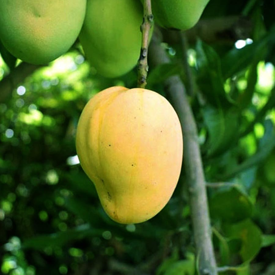 কোহিতুর। কোনও জিনিস অতিরিক্ত স্পর্শকাতর হলে তাকে ব্যঙ্গ করে বলা হয়, ফুলের ঘায়ে মূর্চ্ছা যায়! এই আমের ক্ষেত্রেও তা বলা চলে। কোহিতুর এতটাই নরম আম, যে গাছ থেকে পাড়ার সময় নীচে জাল পেতে রাখতে হয়, তার পরে তা রাখা হয় তুলোয় মুড়ে। সাধারণ ছুরি দিয়ে ওই আম কাটলে নষ্ট হয়ে যায় স্বাদ। এক কালে ওই আম কাটার জন্য হাতির দাঁতের ছুরি ব্যবহার হত। পরে বাঁশের ছুরি ব্যবহার করা হয়। নবাব সিরাজ-উদ-দৌল্লার আমলে ওই আমের কলমটি তৈরি করা হয়েছিল। বিরল জাতের আম বলে বিরল হিরে কোহিনুরের অনুকরণেই নামকরণ হয় ওই আমের। এমনই বিশ্বাস অনেকের।