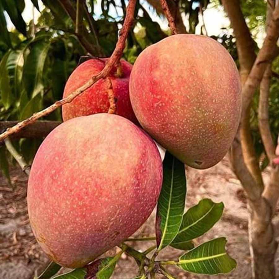 রানিপসন্দ। নামেই বোঝা যায় রানিদের পছন্দের আম। কিন্তু নানা রকমের স্বাদু আম ছেড়ে এই আমটিই কেন পছন্দের ছিল রানিদের? ইতিহাস বলছে, নবাবের বেগম বা রানিদের ওই আমের সুবাস অত্যন্ত প্রিয় ছিল। তবে শুধু সেটিই কারণ নয়। আম খেতে গেলে মুখ বা হাতে যে ভাবে রস লেগে যায়, তা রানিদের পছন্দ ছিল না। রানিপসন্দের শক্ত শাঁসের কারণে তেমন হত না। তাই রানিরা ওই আম স্বচ্ছন্দে খেতে পারতেন। সেই থেকেই নামকরণ।