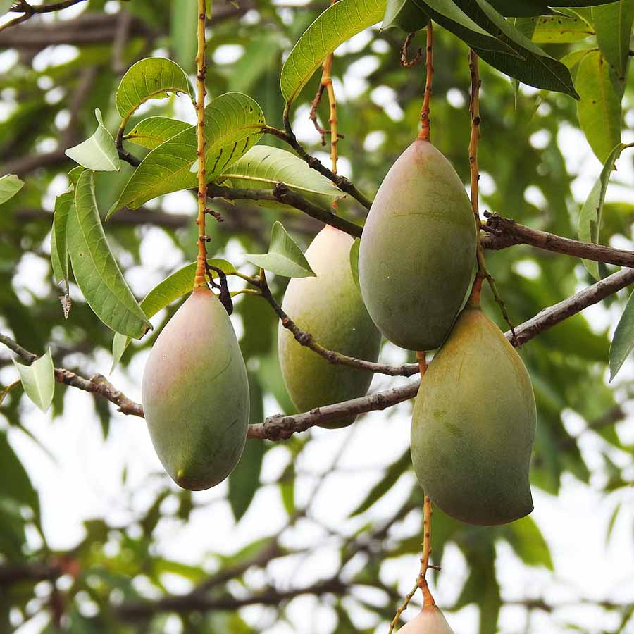নবাবপসন্দ। মুর্শিদাবাদের নবাবি আমবাগানে জন্ম বিরল জাতের এই আমের। এক অন্য রকম সুগন্ধের জন্য মুর্শিদাবাদের নবাব আসফ উদ-দৌলা এবং তাঁর পরবর্তী প্রজন্মের নৃপতিদের অত্যন্ত প্রিয় বা পছন্দের ছিল ওই আম। এতটাই যে, তার নামই রাখা হয় 'নবাবপসন্দ'। সাধারণ মানুষের নাগালের বাইরে থাকা ওই আম কেবল রাজপরিবারের সদস্যদের আপ্যায়নে পরিবেশন করা হত।