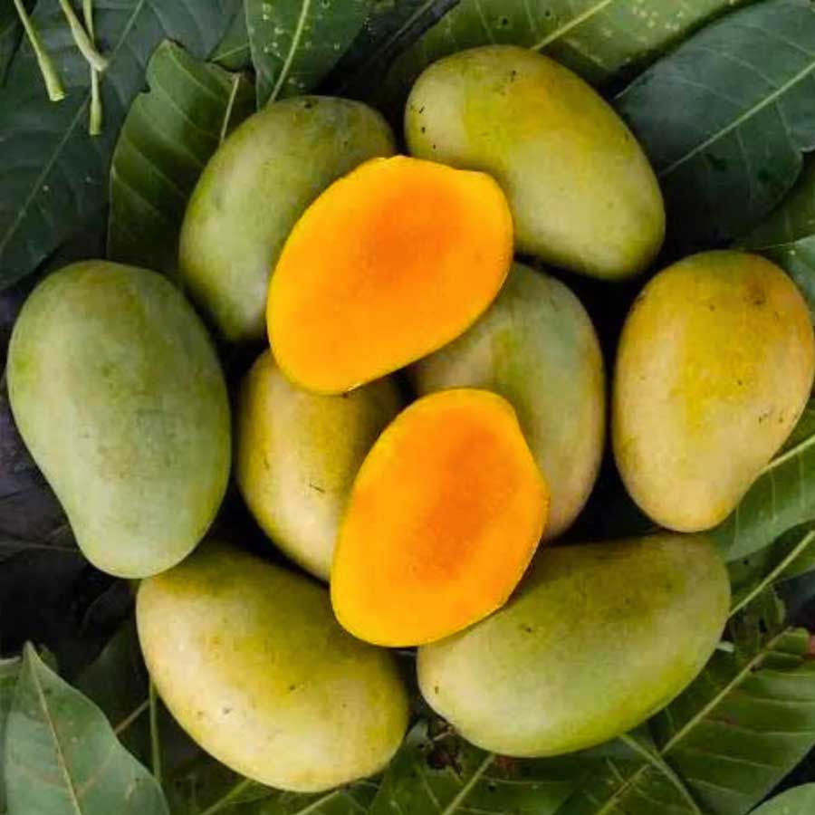 আম্রপালি। এই আম কৃষিবিজ্ঞানীদের হাতে তৈরি। এটি দশেরি এবং ও নীলম আমের সংকর প্রজাতি। প্রাচীন ভারতের বৈশালীর বিখ্যাত রাজ নর্তকী ‘আম্রপালি’-র নামানুসারে ১৯৭৮ সালে বিজ্ঞানীরা আমটির নামকরণ করেন। যুক্তি ছিল, ওই নর্তকীর সৌন্দর্যের মতোই আমটির রূপ এবং গুণ অনন্য। আম্রপালি গাছের আকার বেশ ছোট প্রকৃতির হয়, তাই বাড়ির ছাদে বা ছোট বাগানেও চাষ করা যায়। এর শাঁসে প্রচুর পরিমাণে ভিটামিন ‘এ’ এবং ক্যারোটিন থাকে।