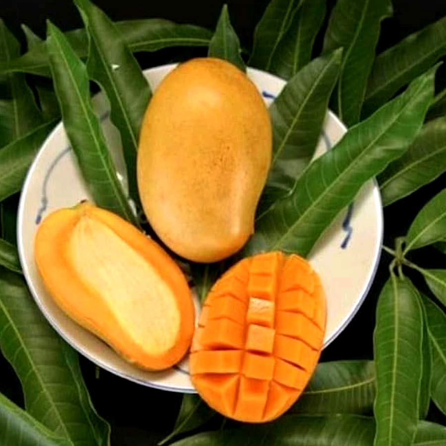 মল্লিকা। লেবু, তরমুজ এবং মধু এই তিন রকম স্বাদের মিশেল রয়েছে মল্লিকা আমে। আকারে বেশ বড় এবং লম্বাটে। অথচ আঁটি খুব ছোট আর পাতলা। ফলে শাঁসের পরিমাণ অনেক বেশি থাকে মল্লিকা আমে। গবেষণাগারে হাইব্রিড প্রযুক্তিতে তৈরি ওই আম সহজে নষ্টও হয় না। শোনা যায় ১৯৭২ সালে ওই আম তৈরি করেছিলেন কৃষিবিজ্ঞানী রামনাথ সিংহ। আর তার নামকরণ করেছিলেন তাঁর পছন্দের শাস্ত্রীয় নৃত্যশিল্পী মল্লিকা সারাভাইয়ের নামে।