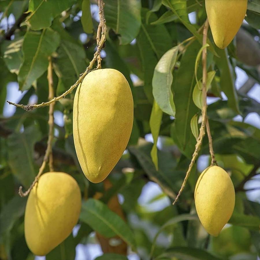 চৌসা। পড়শি রাজ্য বিহারের বক্সার জেলার চৌসা টাউনে জন্ম। স্থানের নামেই আমের নাম। তবে আর একটি তত্ত্ব বলছে, ১৫৩৯ সালে চৌসার যুদ্ধে শেরশাহ সুরি মোগল সম্রাট হুমায়ুনকে পরাজিত করার পর আনন্দ উৎসবে ওই আম খেয়েছিলেন এবং খুশি হয়ে আমের নাম রেখেছিলেন ‘চৌসা’।