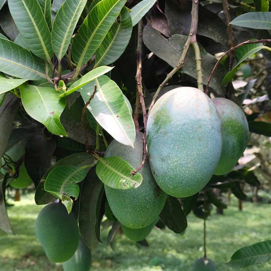 কালীভোগ। কালচে রঙের আম। কাঁচা অবস্থায় এর খোসা কালচে সবুজ থাকে। পাকার পরেও সেই কালচে ভাব থেকে যায়। নামকরণের একটি কারণ সেটি তো বটেই। তবে লোকমুখে শোনা যায়, কালীর পূজার সময় বা জ্যৈষ্ঠ মাসের অমাবস্যায় দেবীর চরণে অর্পণ করার জন্য ওই আম ব্যবহার করা হত। সেই কারণেই নাম হয়েছে কালীভোগ।