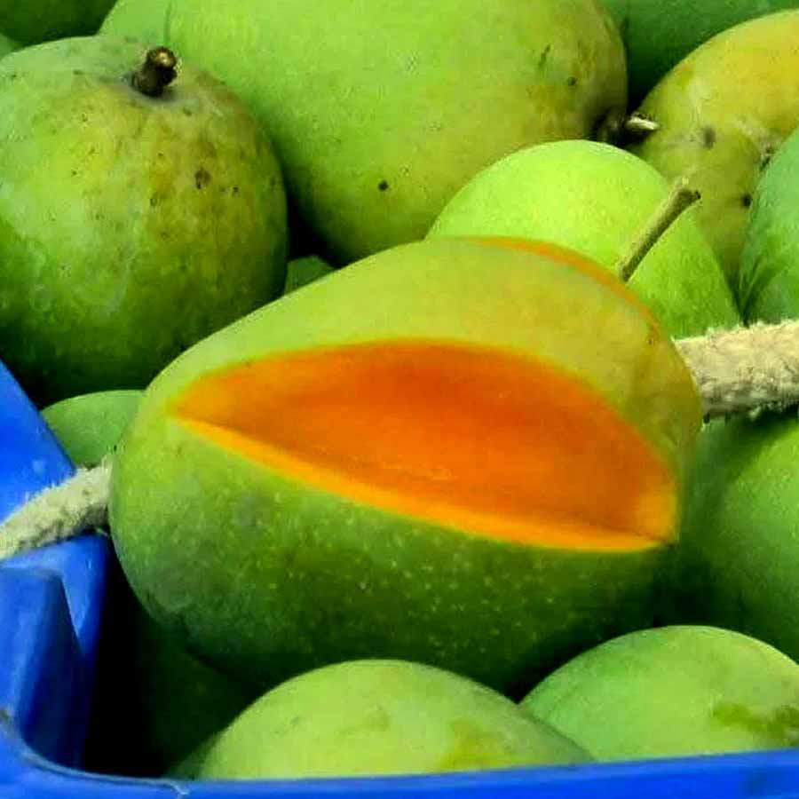 গুটি। আকারে বেশ ছোট। কাঁচা অবস্থায় অত্যন্ত টক আবার পাকলে খুব মিষ্টি। মালদহের এক আমচাষি ওই আম খেয়ে তার আঁটি পুঁতেছিলেন নিজের বাগানে। আঁটি বা গুটি থেকে গাছটি জন্মায় বলেই ওই আমের নাম হয়ে যায় 'গুটি আম'।