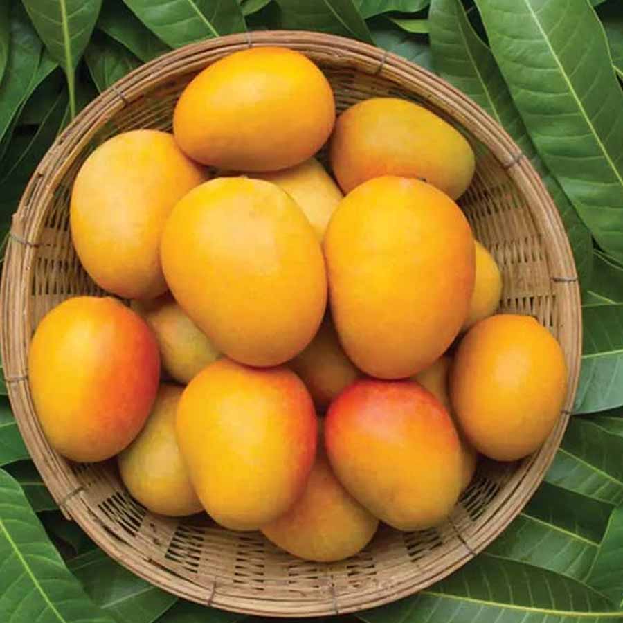 মোলামজাম। মুর্শিদাবাদের নবাবজাদা কাজেম আলি মির্জার বাগানে ওই আম হত। আমের শাঁস এতই মোলায়েম যে, পাকার সঙ্গে সঙ্গেই গাছ থেকে পেড়ে খেয়ে ফেলতে হত। আমের নাম 'মোলামজাম' হওয়ার কারণও সেটিই। শোনা যায়, ওই আম পাকার নিখুঁত সময়টিতে নজর রাখার জন্য বিশেষ পেয়াদাও মোতায়েন করা হত নবাবের বাগানে।  